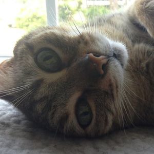 Meet your Posher, Tiger